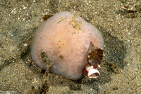 Mytilimeria nuttalli (Sea-Bottle Clam)