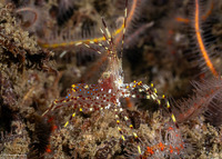 Pandalus danae (Dock Shrimp)
