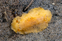 Geitodoris heathi (Heath's Dorid)