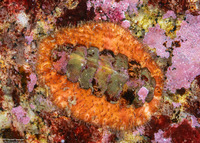 Mopalia ciliata (Hairy Chiton)