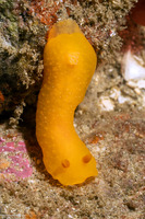 Doriopsilla fulva (White-Speckled Dorid)