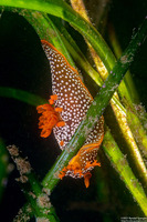 Triopha maculata (Spotted Triopha)