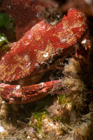 Cancer productus (Red Rock Crab)