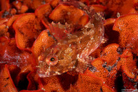 Scorpaenichthys marmoratus (Cabezon)