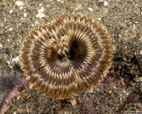 Acromegalomma sp.1 (Sabellid Worm)