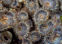 Anthopleura elegantissima (Aggregating Anemone)