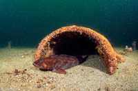 Ophiodon elongatus (Lingcod)