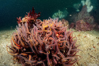 Ophiothrix spiculata (Spiny Brittle Star)