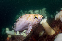 Sebastes atrovirens (Kelp Rockfish)
