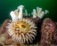 Urticina piscivora (Fish-Eating Urticina)