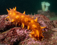 Parastichopus californicus (California Sea Cucumber)