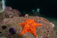Patiria miniata (Bat Star)