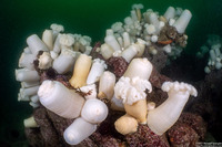 Metridium farcimen (White-Plumed Anemone)
