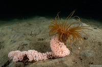 Pachycerianthus fimbriatus (Tube-Dwelling Anemone)