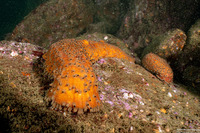 Apostichopus parvimensis (Warty Sea Cucumber)