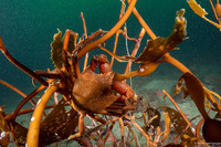 Pugettia producta (Northern Kelp Crab)