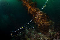 Praya sp.1 (Praya sp.1)