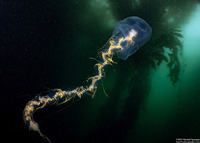 Praya sp.1 (Praya sp.1)