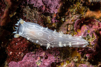 Tritonia festiva (Diamondback Tritonia)