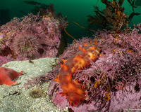 Parastichopus californicus (California Sea Cucumber)
