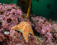 Dermasterias imbricata (Leather Star)