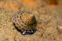 Calliostoma tricolor (Three-Colored Top Shell)