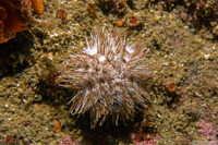Lytechinus pictus (White Sea Urchin)