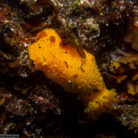 Doris montereyensis (Monterey Dorid)