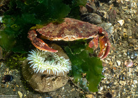 Cancer productus (Red Rock Crab)