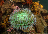 Anthopleura xanthogrammica (Giant Green Anemone)