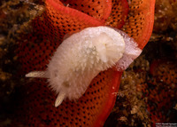 Diaphorodoris lirulatocauda (Ridge-Tailed Dorid)