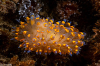 Antiopella barbarensis (Santa Barbara Janolus)