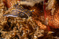 Polycera atra (Black Dorid)