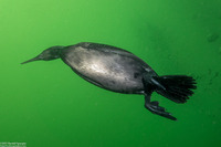 Phalacrocorax pelagicus (Pelagic Cormorant)