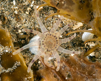 Halcampa decemtentaculata (Burrowing Anemone)