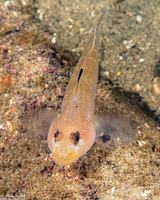 Rhinogobiops nicholsii (Blackeye Goby)