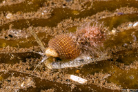 Nassarius mendicus (Western Lean Nassa)