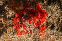 Integripelta bilabiata (Rosy Bryozoan)