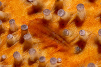 Arctonoe pulchra (Red Commensal Scale Worm)