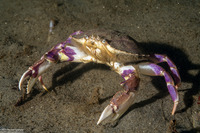 Metacarcinus gracilis (Graceful Crab)