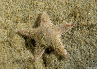 Astropecten armatus (Spiny Sand Star)