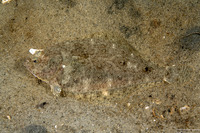 Citharichthys stigmaeus (Speckled Sanddab)