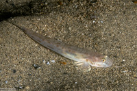 Lepidogobius lepidus (Bay Goby)