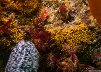 Pycnoclavella stanleyi (Pycnoclavella Stanleyi)