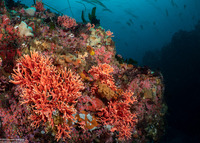 Stylaster californicus (California Hydrocoral)