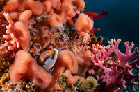 Neobernaya spadicea (Chestnut Cowry)