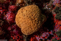 Diaperoforma californica (Southern Staghorn Bryozoan)