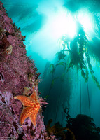 Nereocystis luetkeana (Bull Kelp)