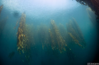 Nereocystis luetkeana (Bull Kelp)