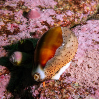 Neobernaya spadicea (Chestnut Cowry)